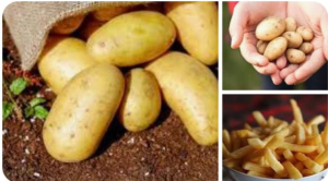 Organic fresh potatoes by AFS Organic International Pvt Ltd